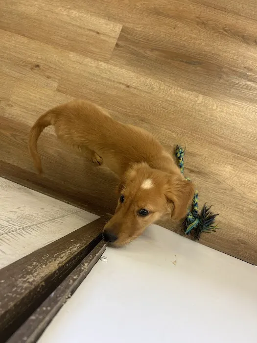 Puppygram Metro Detroit Picture 4