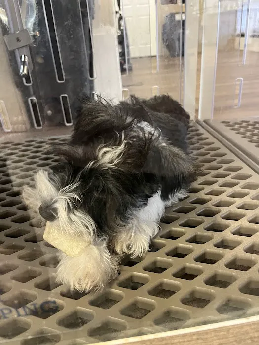 Puppygram Metro Detroit Picture 8
