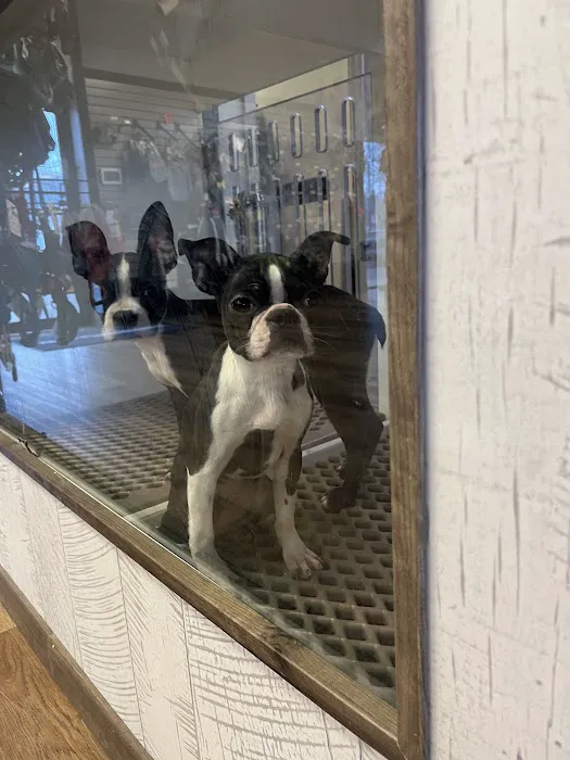 Puppygram Metro Detroit Picture 7