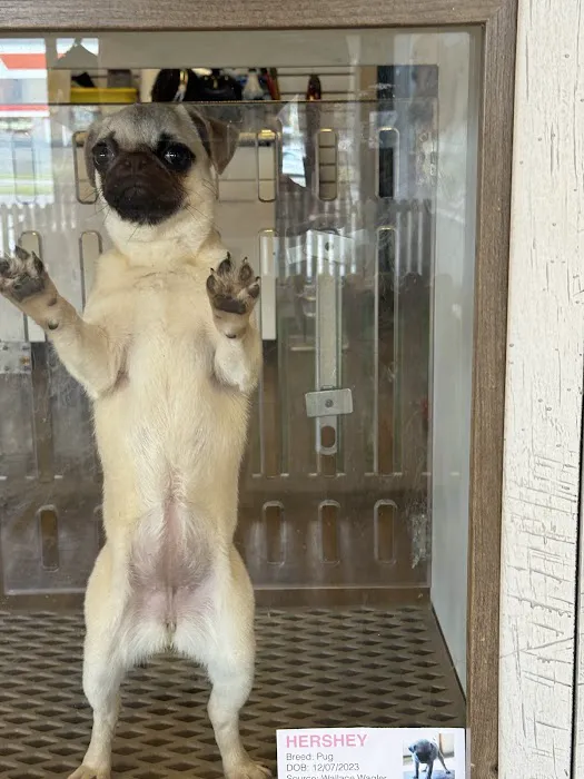 Puppygram Metro Detroit Picture 6