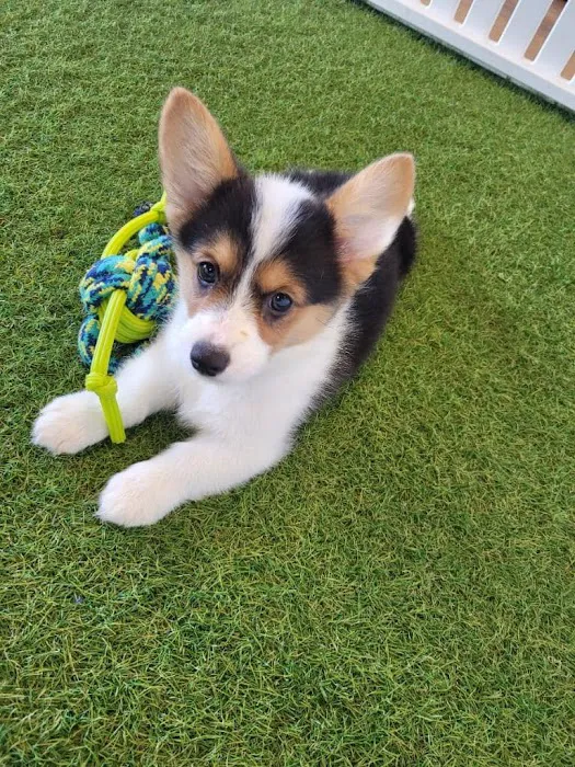 Puppygram Metro Detroit Picture 10