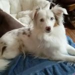 Foster Veterinary Clinic