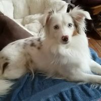 Foster Veterinary Clinic ico