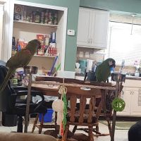 Royal Tropical Fish & Bird ico