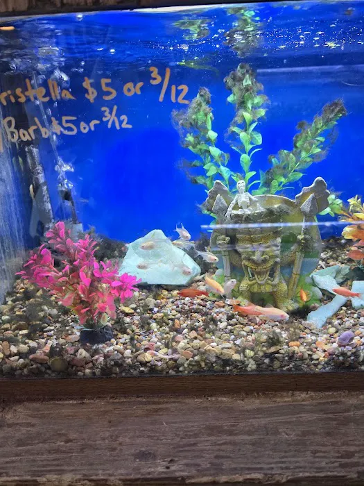 Royal Tropical Fish & Bird Picture 6