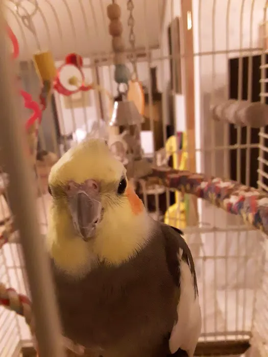 Royal Tropical Fish & Bird Picture 2