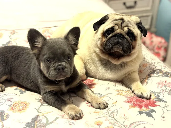 Hope Veterinary Care Picture 1