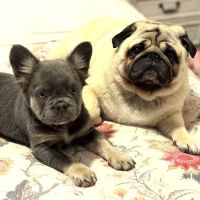 Hope Veterinary Care ico