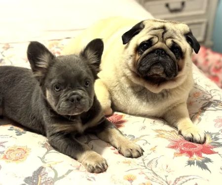 Hope Veterinary Care
