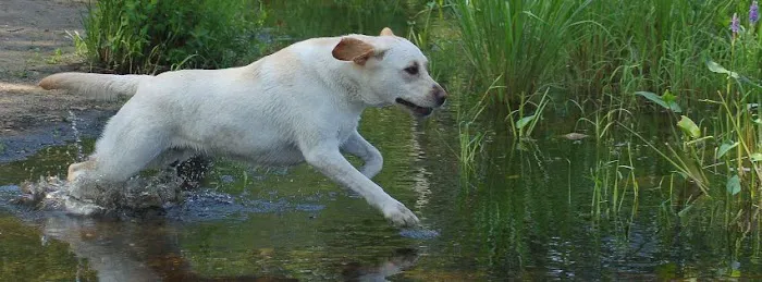Hope Veterinary Care Picture 7