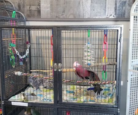 JoJou2019s Flying Friends