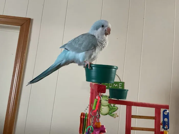 JoJo’s Flying Friends Picture 5