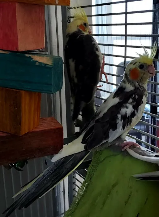 JoJo’s Flying Friends Picture 10