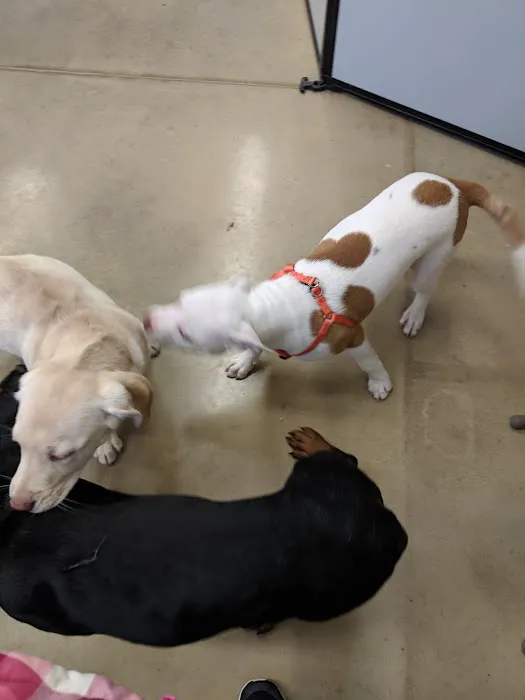 Petco Picture 4