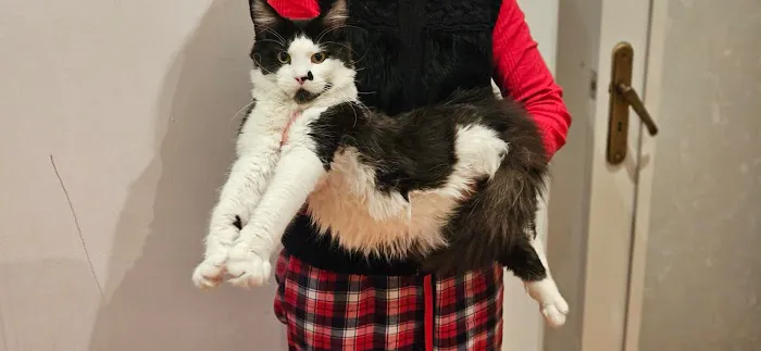 mitsuri maine coons caterry Picture 1