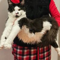 mitsuri maine coons caterry ico