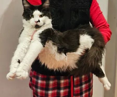 mitsuri maine coons caterry
