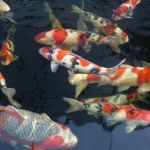 Michigan Koi - Risher's