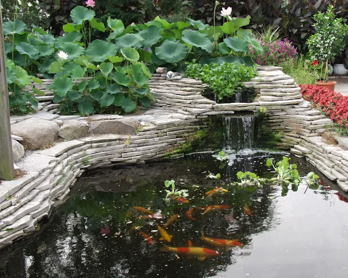 Michigan Koi - Risher's Picture 3