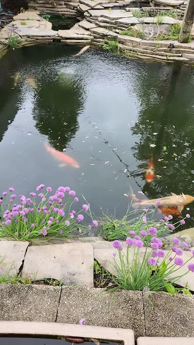 Michigan Koi - Risher's Picture 2