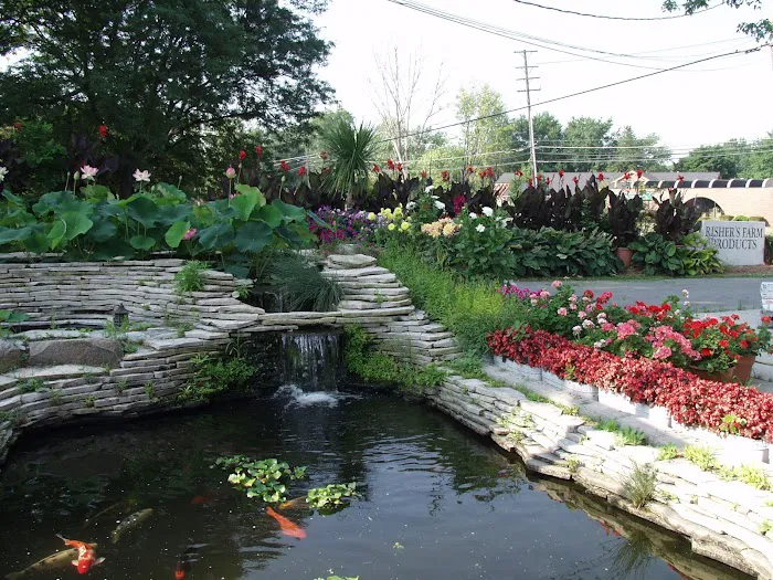 Michigan Koi - Risher's Picture 6