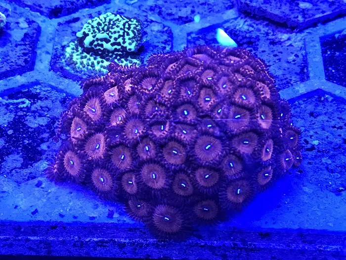 Detroit Reef Club Picture 2