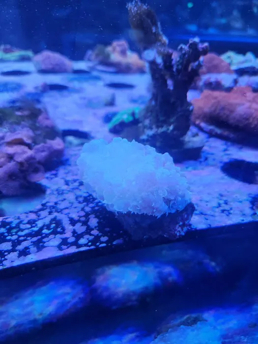 Detroit Reef Club Picture 1