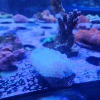Detroit Reef Club ico