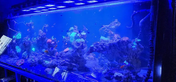 Detroit Reef Club Picture 4