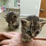 River Road Veterinary Center