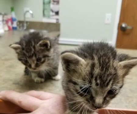 River Road Veterinary Center