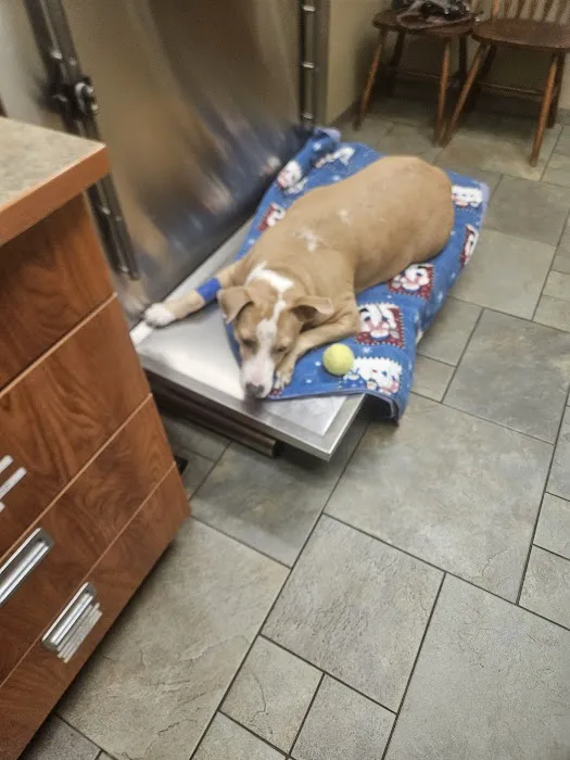 River Road Veterinary Center Picture 9