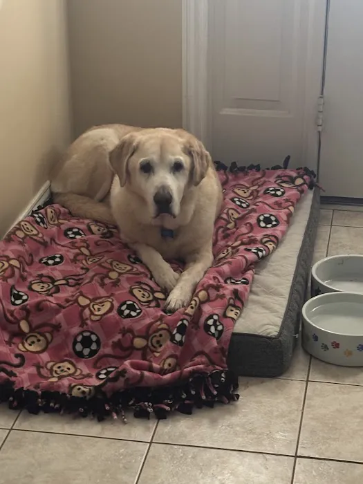 Pet Wants Chesterfield Picture 3