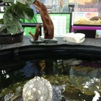 Great Lakes Reptiles ico