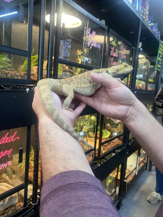 Great Lakes Reptiles Picture 8