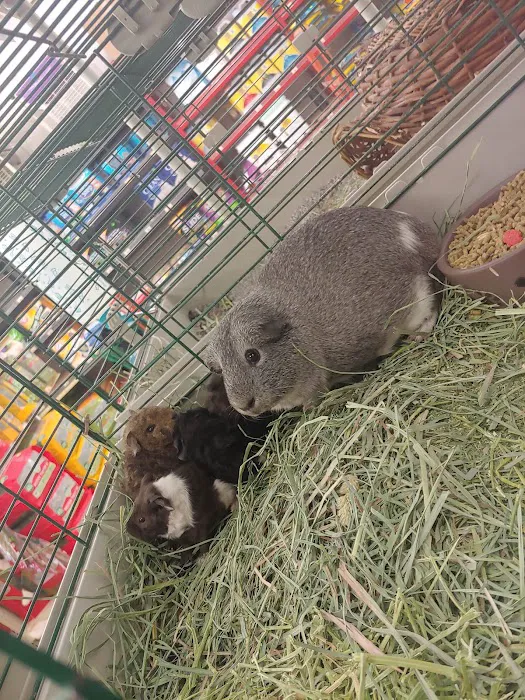Classic Pet Supply Picture 3