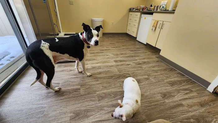Tolland Veterinary Hospital Picture 3