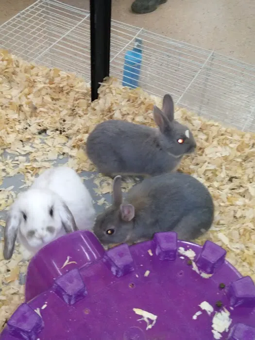 Greenwood Pets & Plants Picture 8