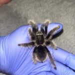 Greenwood Pets & Plants