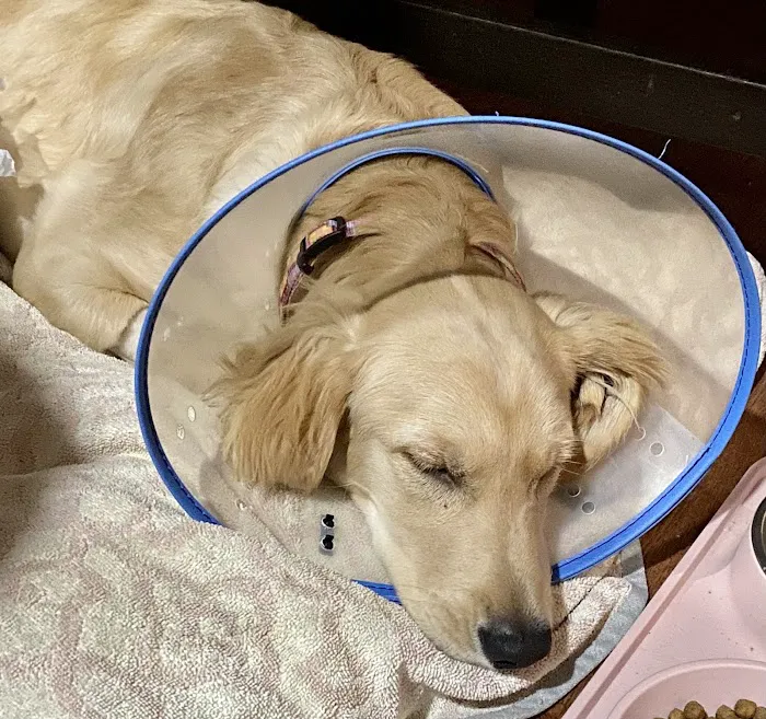 Stafford Veterinary Center Picture 1