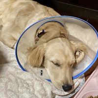 Stafford Veterinary Center ico