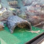 Petco