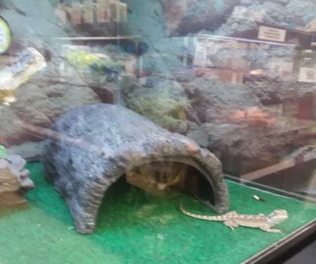 Petco