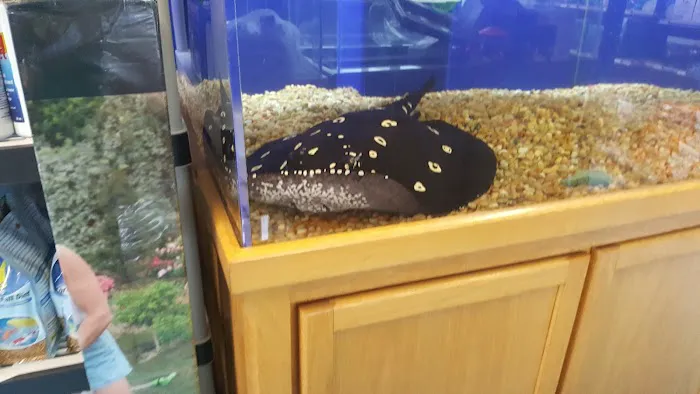 Stingray Bay Picture 8