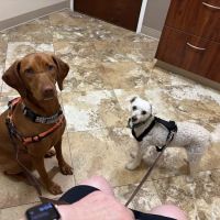 Fenton River Veterinary Hospital- Stafford CT ico