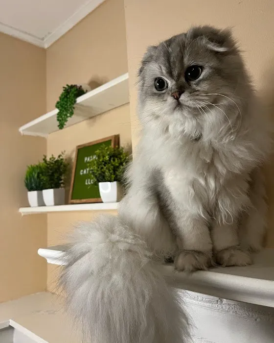 Pashas Scottish Fold And British Cattery LLC Picture 1