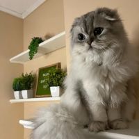 Pashas Scottish Fold And British Cattery LLC ico