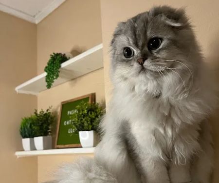 Pashas Scottish Fold And British Cattery LLC