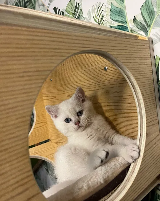Pashas Scottish Fold And British Cattery LLC Picture 3