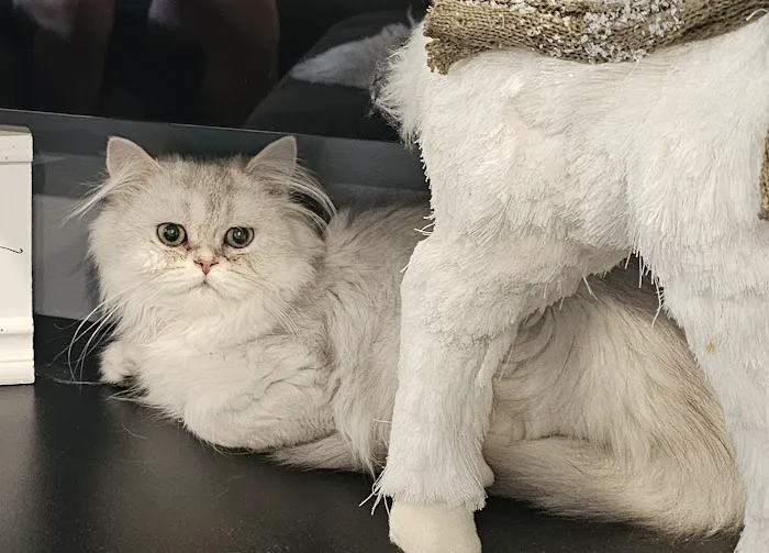 Pashas Scottish Fold And British Cattery LLC Picture 2
